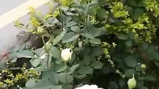 Beautiful nightangle Garden
