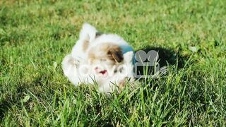 Puppies play