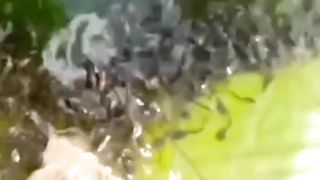 how old are catfish larvae fed by SILK WORMS