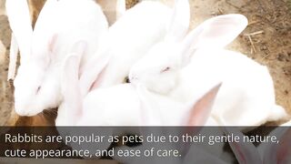 Cute rabbits are eating grass