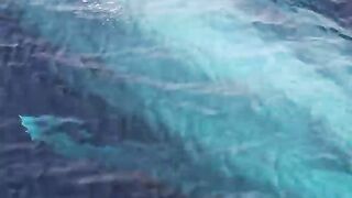 Blue Whale