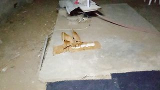 Hungry cats eating cream asmr