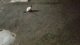 Very cute and funny kitten