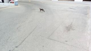 Funniest tabby cat