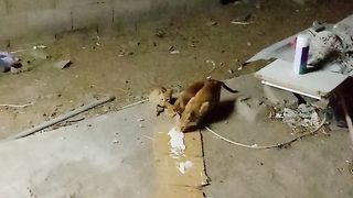 Funny pet cats are having a dinner