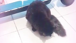 Cat dance at room ????????