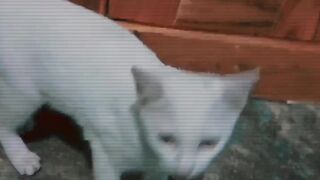 Cute Cat 6