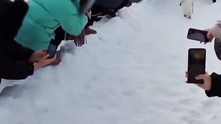 Stars On The White Carpet