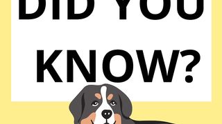 DID YOU KNOW? Test your knowledge with the topic "DOGS". 2