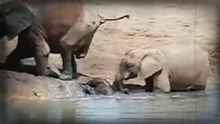 A Man Rescues Drowning Baby Elephant  Then the Herd Surprises Everyone with an Unexpected Response