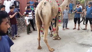 Three Camels Qurbani 2023