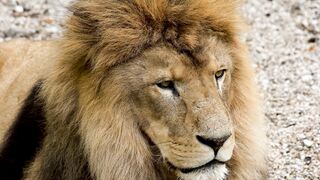 Lion lover