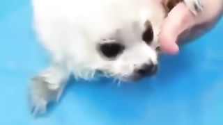 orphaned seal pup cutest thing i have ever seen