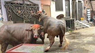 DANGEROUS COW QURBANI | COW QURBANI 2023 | BAKRA QURBANI 2023 | BAKRA EID VLOG | QURBANI 2023