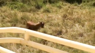 Zebra risk her life but saves her Baby from Lion