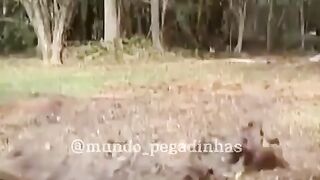 #try not to laugh
