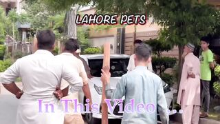 Anari Qasai Cow Qurbani 2023 ????