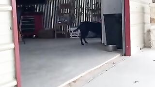 Funny Dog Compilation