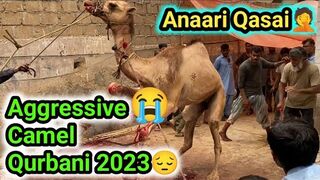 Khatarnak ount ki Qurbani 2023????| Anari Qasai????