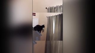 Funny animals - Funny cats / dogs - Funny animal videos 2023 /Haypyy Pett