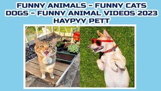Funny Guilty Dogs