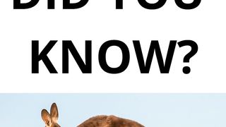 DID YOU KNOW? Test your knowledge with the topic "KANGAROO".