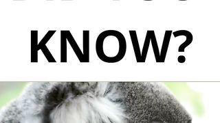 DID YOU KNOW? Test your knowledge with the topic "KOALA".