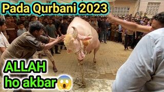 Khatarnak janwar ki Qurbani 2023????| Professional Qasai????