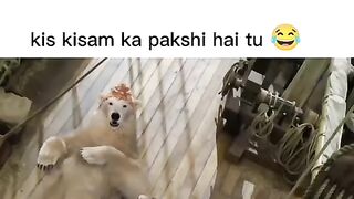 Funny Animals 19