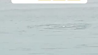 Shark ate Russian person