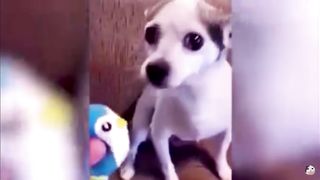 Funny animals videos ????????