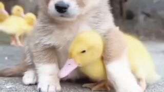Funny Animals alAnd Cute Pets Compilation