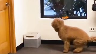 Funny Cute Dogs Found With Together.