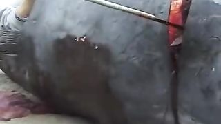 Why Do Dead Whales Explode (Disgusting)???? @shorts_HIGH.