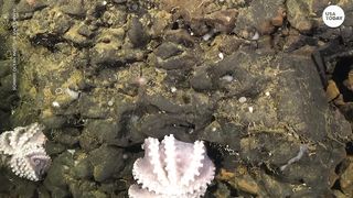 octapu colony
