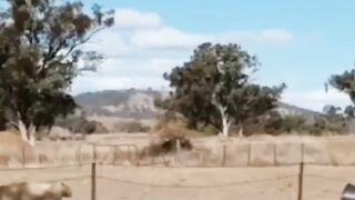 THE CRAZY SHEEP