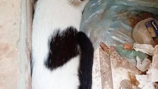 New funny cat video febspot