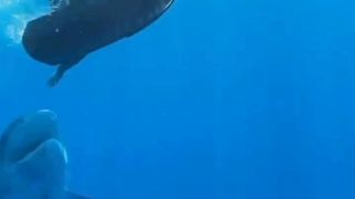 Amazing Nature dangerous ???? ☠️