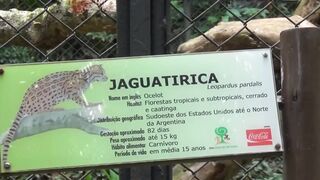 ocelot at the brazil zoo,,,,,jaguatirica no zoológico brasil