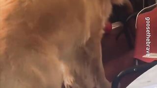 Funny animals ☺️ 3