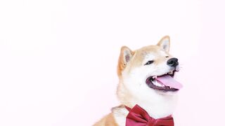 Chien drôle 2