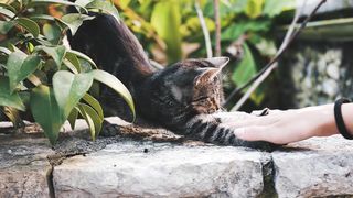 Chat mignon 2