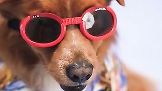 Chien en lunettes