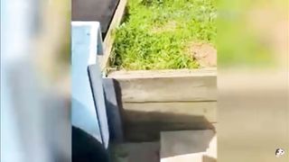 Funny Pets 4