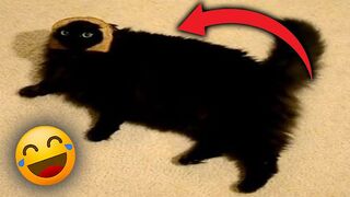 Another Funny Animal Video???? - Funny Dogs and Cats Compilation????
