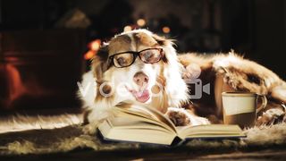 Dog wearing glasses