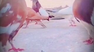 Pigeon Lovers videos | Kabootar | Different Pigeon Breeds
