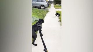 Funniest Animals 2023 ???? Funniest Cats and Dogs ???????? 19
