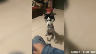 Funniest Husky Videos - Funny and Cute Huskies Compilation 2023 #3 | Animal Timeline