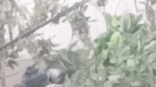 Crow and their Chicks